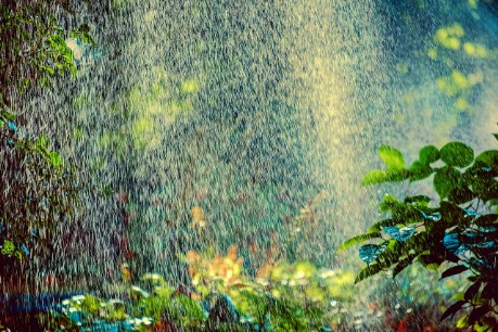 ogród w deszczu